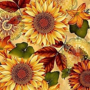 Meet your Posher, Dorothy